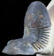 Arched Paralejurus Trilobite - Foum Zguid, Morocco #49895-3
